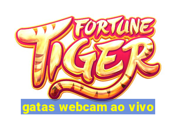 gatas webcam ao vivo